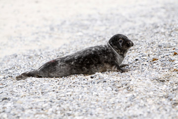 Kegelrobbe am Strand der Helgoländer Düne