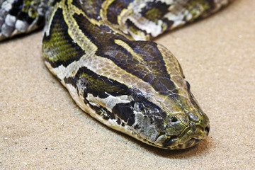 Nahaufnahme Python