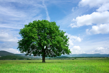 Tree on green field