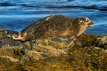 Seal on the rock, Iceland