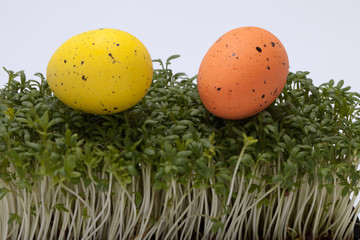 Easter eggs in fresh green cardamine