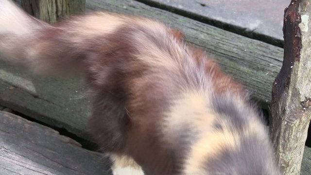 si&egrave;ste d'un chat