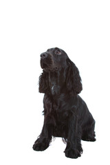 english Cocker Spaniel