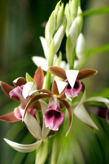 A Nun Orchid in early moringin light.