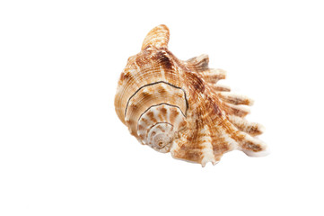 shell