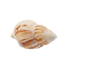 shell