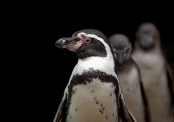 Naklejka premium African penguin