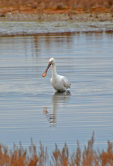 portrait of spoonbill in the marsh