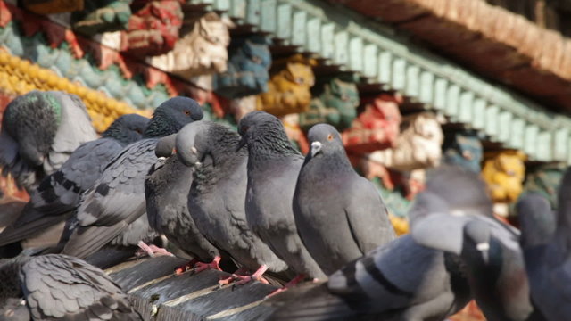 Pigeons. Nepal.