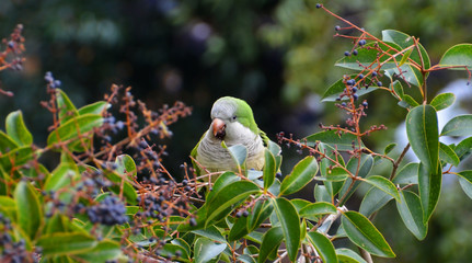 green parrot eating berries in the foliage of tropical tree