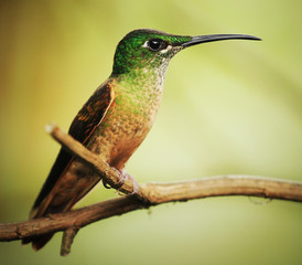 Colibri resting on a twig