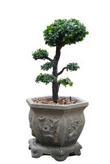 Obraz premium Tree on white background