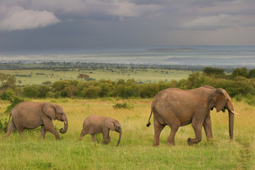 Elephants walking through the savanna, Masai Mara, Kenya