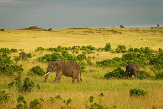 Elephants on the savannah, Masai Mara, Kenya