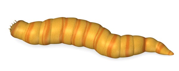 3d render of worm insect