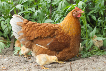 Portrait  chicken