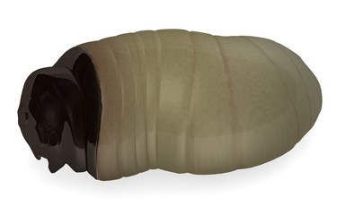 3d render of worm insect