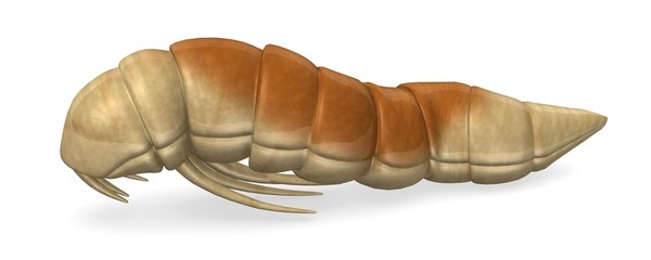 3d render of worm insect