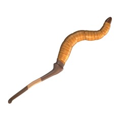 Naklejka premium 3d render of worm insect