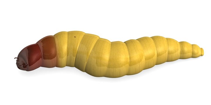 3d render of worm insect