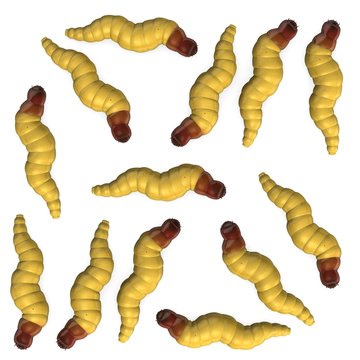 3d render of worm insects