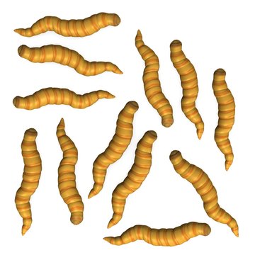 3d render of worm insects