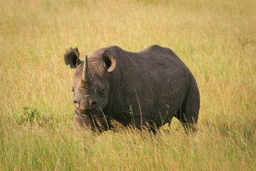 Black Rhino standing in the grass, Masai Mara, Kenya