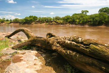 Fototapeta na wymiar Mara River, Kenia