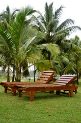 Fototapeta premium Two sunbeds in a lawn surrounded by palm trees on the coast