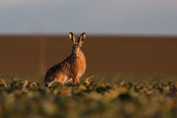 Brown hare (lepus europaeus)