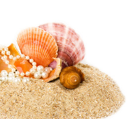 Beautiful exotic shells on a sand background