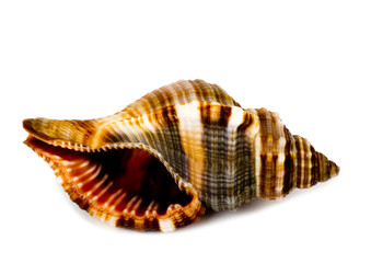 Beautiful exotic shell on white background