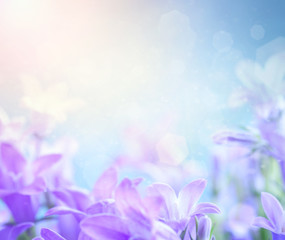 Campanula floral background