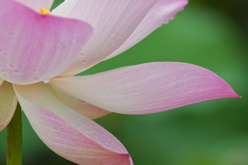 beautiful lotus with water