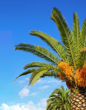 Palmier sous le ciel m&eacute;diterran&eacute;en