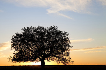 Fototapeta na wymiar Tree in the summer field.