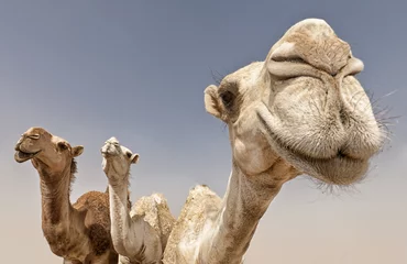 Tuinposter kamelen © Andreas Wolf