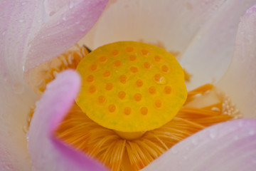 beautiful lotus with water