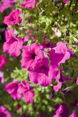 Fiori fucsia
