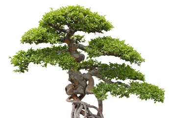 Fotobehang Bonsai, green elm tree on white background © Studio Light & Shade