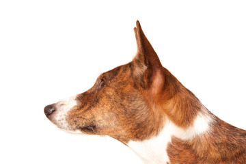 basenji isolated on white background