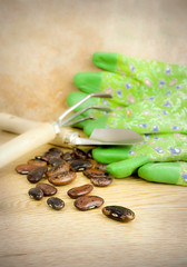 runner beans with gardening tools