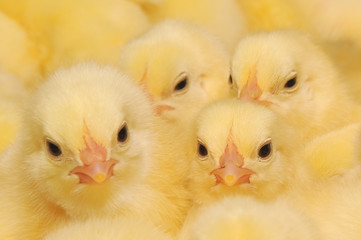 Group of Baby Chicks