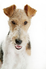 Frecher Hund