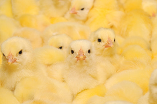 Group of Baby Chicks