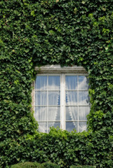 Fototapeta na wymiar green window