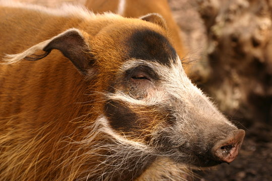 Red River Hog - Potamochoerus porcus