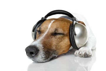 Dog listen to music with headphones