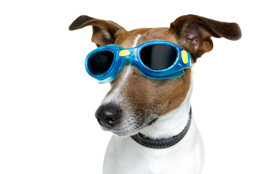 Dog With Goggles