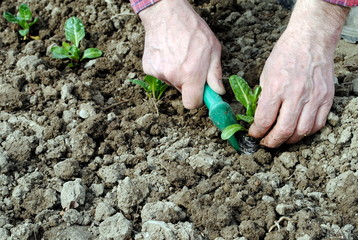 man hands with seedlings in the garden